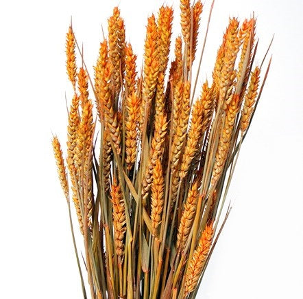 Wheat Triticum